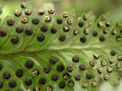 Rumohra adiantiformis. Abaxial surface of fertile frond showing mature round sori and residual indusia.
 Image: L.R. Perrie © Leon Perrie CC BY-NC 3.0 NZ